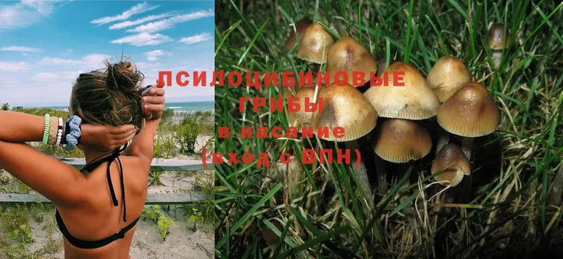 купить закладку  Козельск  дарк нет состав  Псилоцибиновые грибы Magic Shrooms 